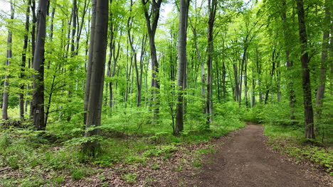 Living-Green:-May-Forests-and-dirt-road