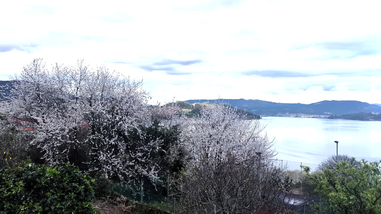 Vigo Estuary, Galicia: A sweeping pan left captures blooming spring trees framing the serene waters and marina, highlighting the picturesque Spanish coastline. Spain.
