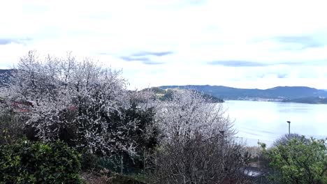 vigo estuary, galicia: a sweeping pan left captures blooming spring trees framing the serene waters and marina, highlighting the picturesque spanish coastline. spain.