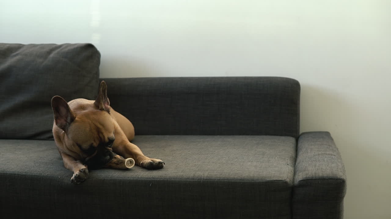el perro sostiene un hueso natural con sus patas, yace en el sofá de la habitación, a cámara lenta
