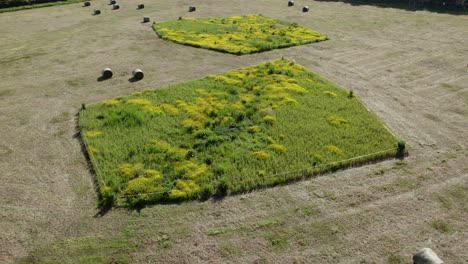 conservation area in field protected land aerial view summer flowers