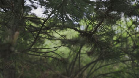 Langsam-Schwenkendes-Filmmaterial-Von-Einem-Baum-Und-Seinen-Stechenden-Blättern-In-Nahaufnahme