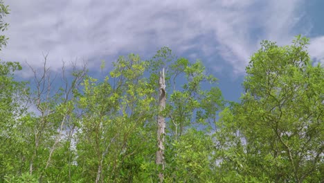 green leaves trees blowing in the wind with blue sky