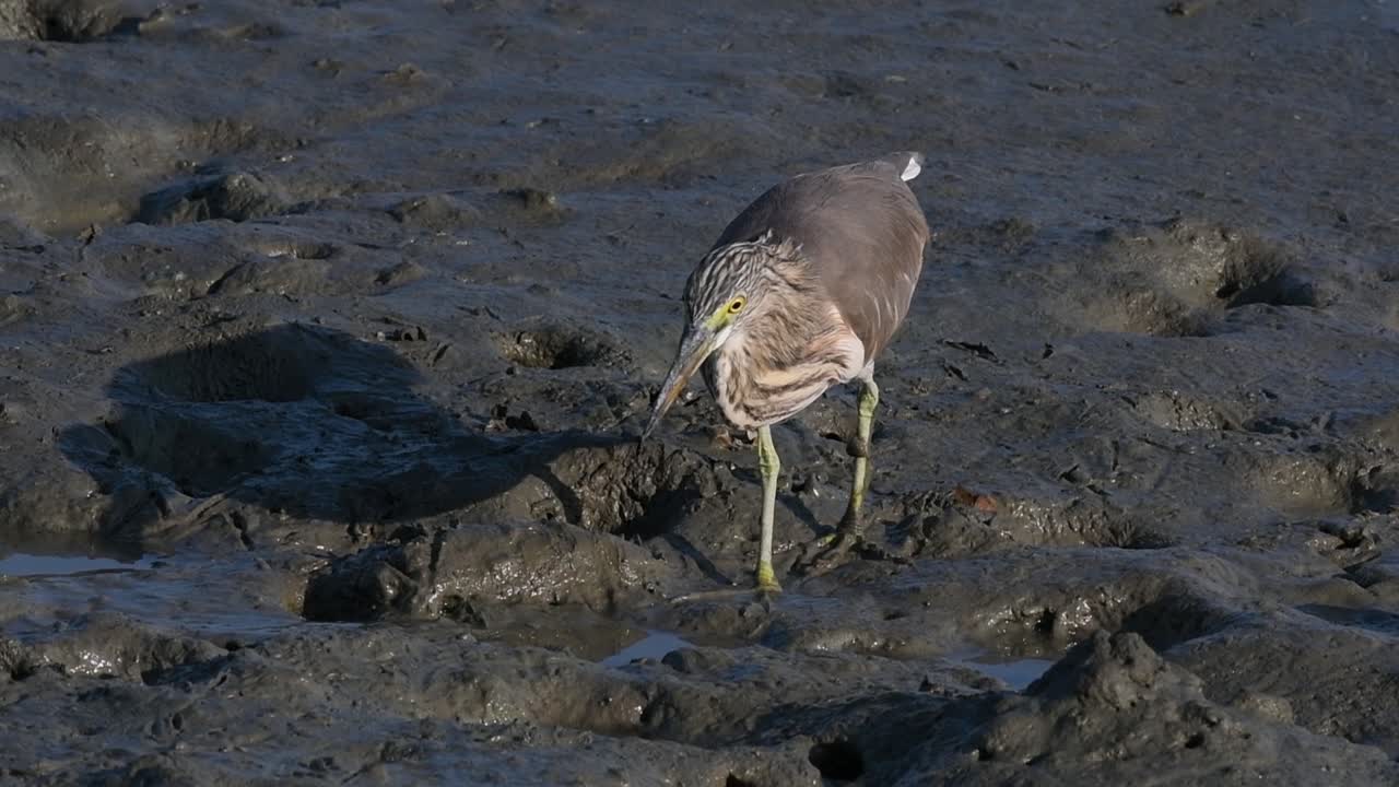 una de las garzas de estanque encontradas en tailandia que muestran diferentes plumajes según la temporada