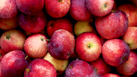 fotografía cenital de manzanas orgánicas maduras, de cosecha propia, que se lavan