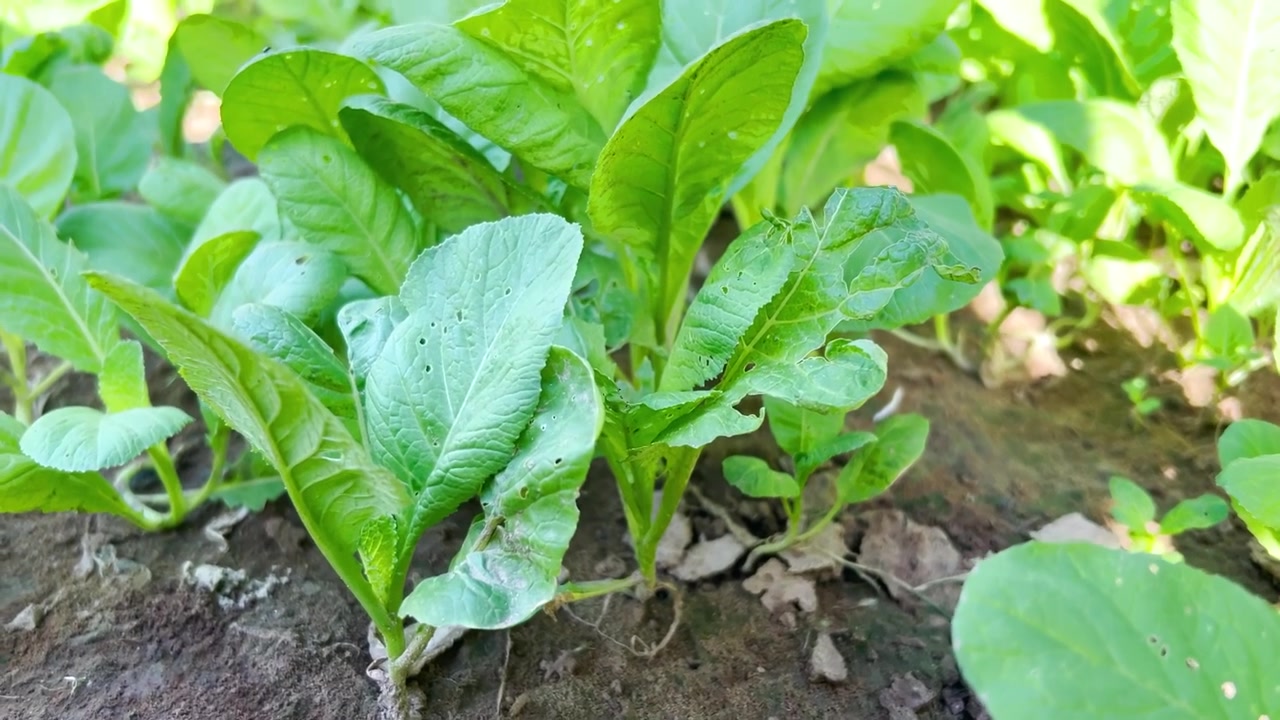 Young Green Leafy Vegetables Growing in Garden Soil