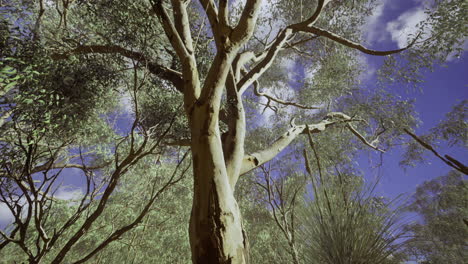 exploring a serene forest with tall trees and blue skies in daylight