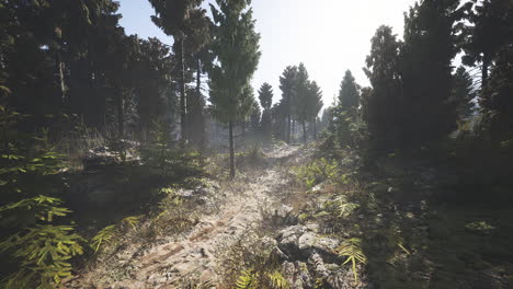 lush forest path in finland showcasing natural beauty and sunlight