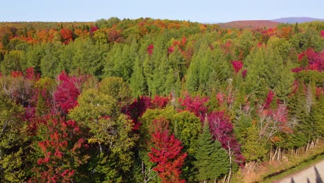 A bird&#039;s flight over a huge autumn forest lets you enjoy the colors of nature