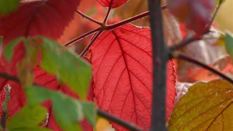 Pedestal-shot-capturing-the-vibrant-details-of-autumn-leaves,-during-fall-season