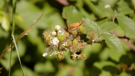 Aufnahme-Des-Pförtnerschmetterlings-Pyronia-Tithonus-Auf-Wilder-Brombeerblüte