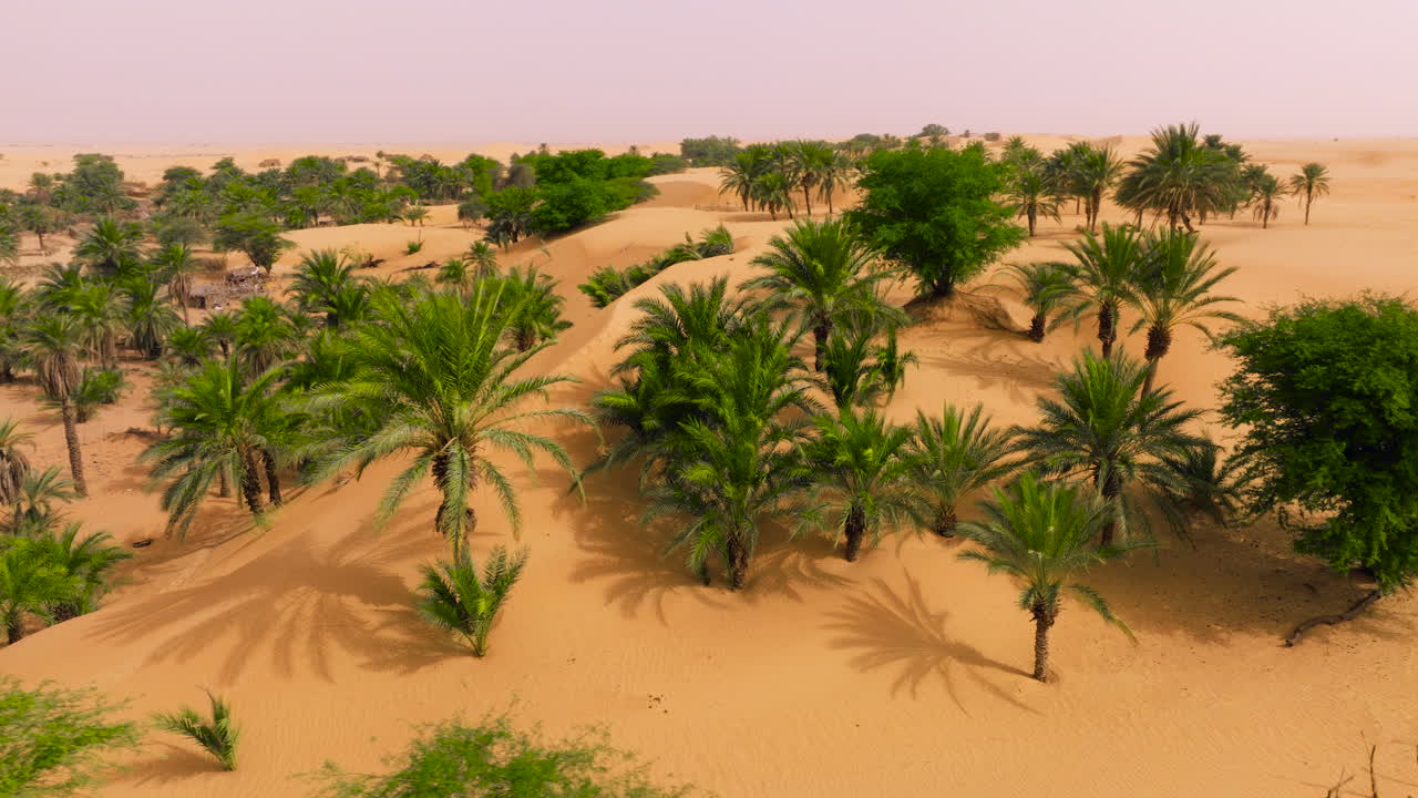 Palme da dattero nel deserto all'Oasi di Tanouchert in Mauritania. - ripresa aerea