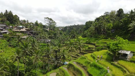 Unique-cinematic-drone-view-flying-low-through-a-lush-traditional-working-rice-paddy-field-in-Asia