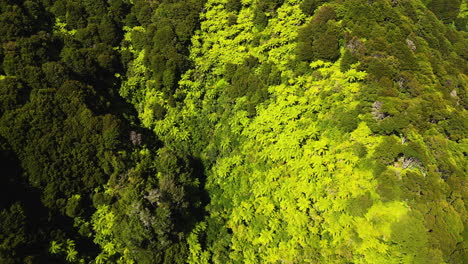 Lush green forest of silver fern tree in valley of New Zealand, aerial top down
