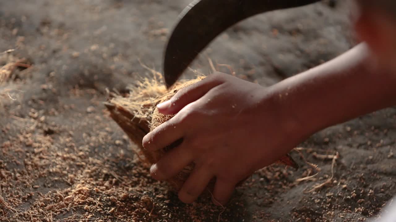 Sbucciatura del cocco per la produzione tradizionale di latte di cocco in Thailandia