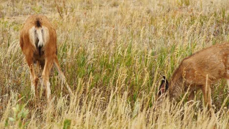 two white-tailed deer grazing in a field