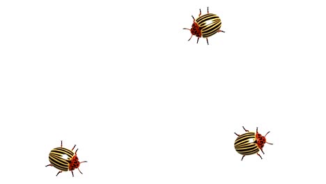 three colorado beetle on white, alpha channel, cg, seamless loop