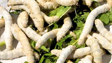 silkworms consuming leaves in khao yai, thailand