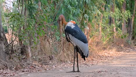 un gran pájaro de la familia de las cigüeñas común en el sur de asia y ahora en peligro de extinción debido a la pérdida de hábitat