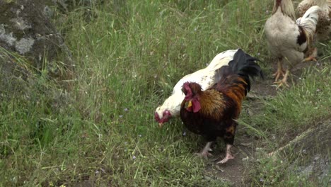 on natural open farm wildlife goose scaring chick and roosters