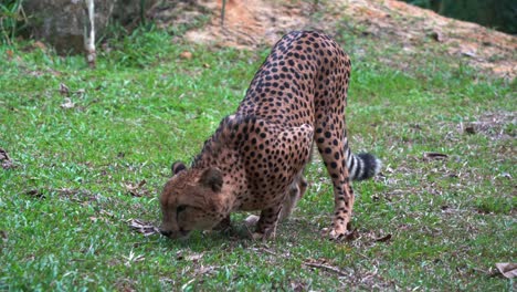 guepardo asiático territorial acinonyx jubatus venaticus que se extiende sobre