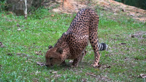 territorial asiatic cheetah acinonyx jubatus venaticus stretching on