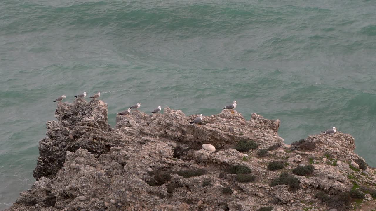 백그라운드에서 슬로우 모션 파도와 함께 큰 바위에 앉아 갈매기의 그룹