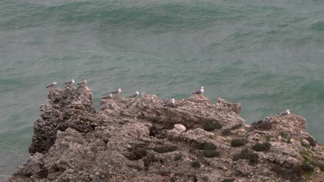 Grupo-De-Gaviotas-Sentadas-En-Una-Gran-Roca-Con-Ondas-De-Cámara-Lenta-En-Segundo-Plano