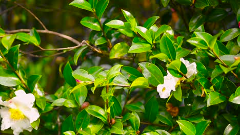 bees-flying-over-green-garden