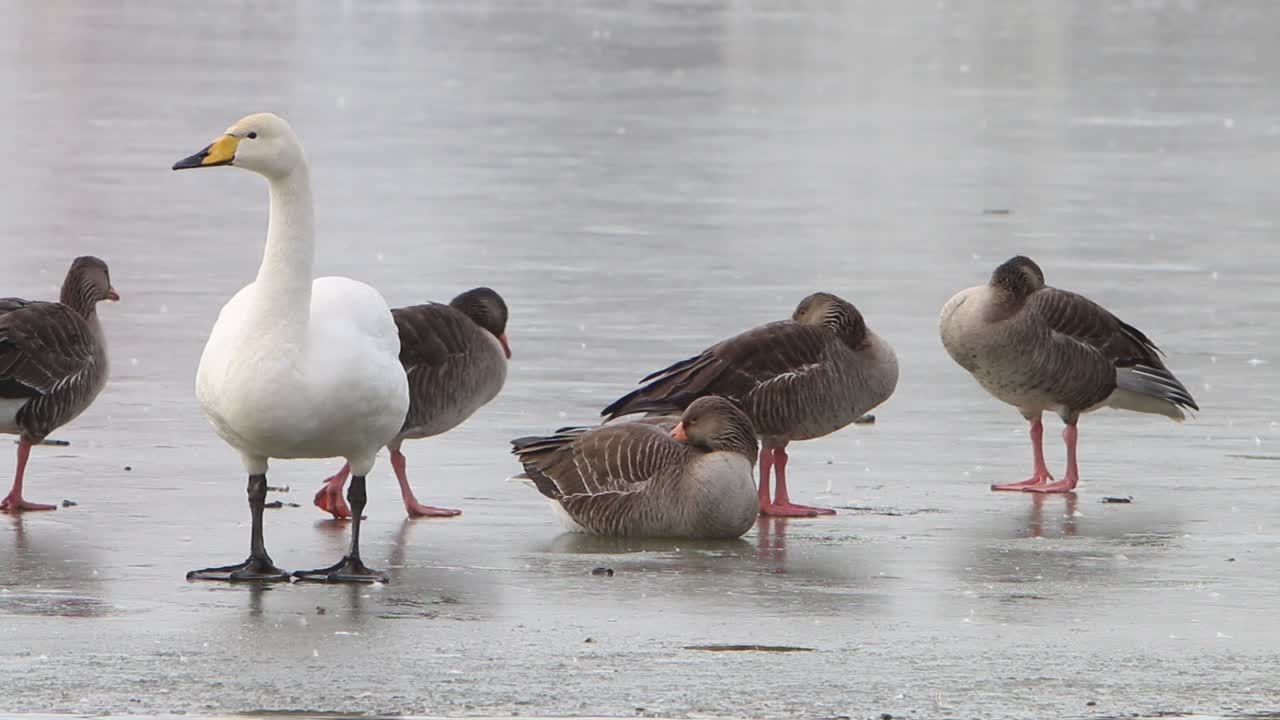 Whooper Swan, Cygnus cygnus, and Greylag Geese, Anser anser standing on ice covered lake in early Spring
