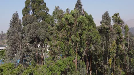 Drone-video-flying-upwards-over-tree-tops-revealing-mountains-in-the-background-and-much-more-forested-area