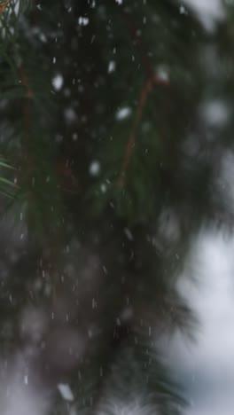 frozen branches