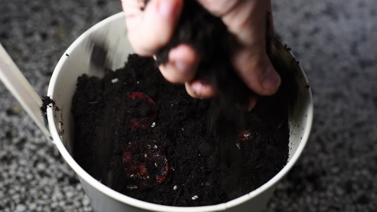 Fette di pomodori rossi poste nel terriccio vengono coperte da una mano bianca con terriccio