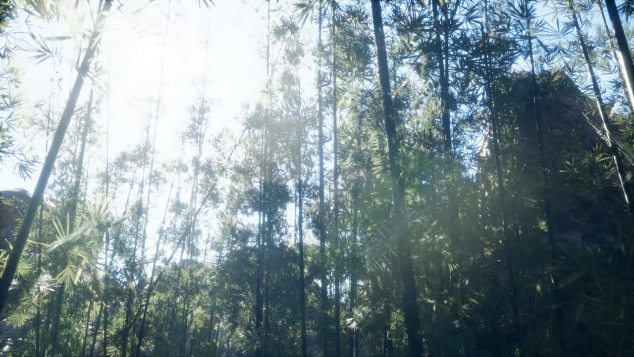 바람이 불고 조용한 아라시야마 대나무 숲