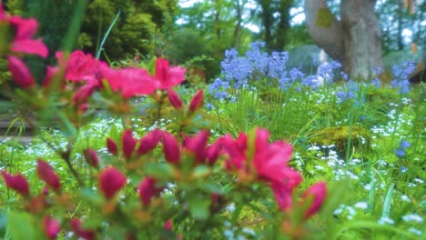 red and blue flowers magical garden moving shot in nature summer spring