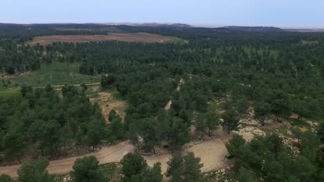 Flying-over-a-big-Forest-with-Blue-Sky