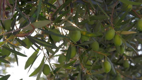 Sun-shining-through-the-olive-tree-branches