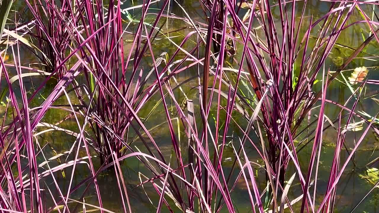 Close-up of purple plant stems emerging from water, showcasing vibrant colors and natural reflections.