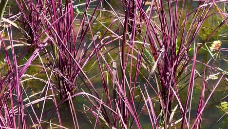 Close-up of purple plant stems emerging from water, showcasing vibrant colors and natural reflections.