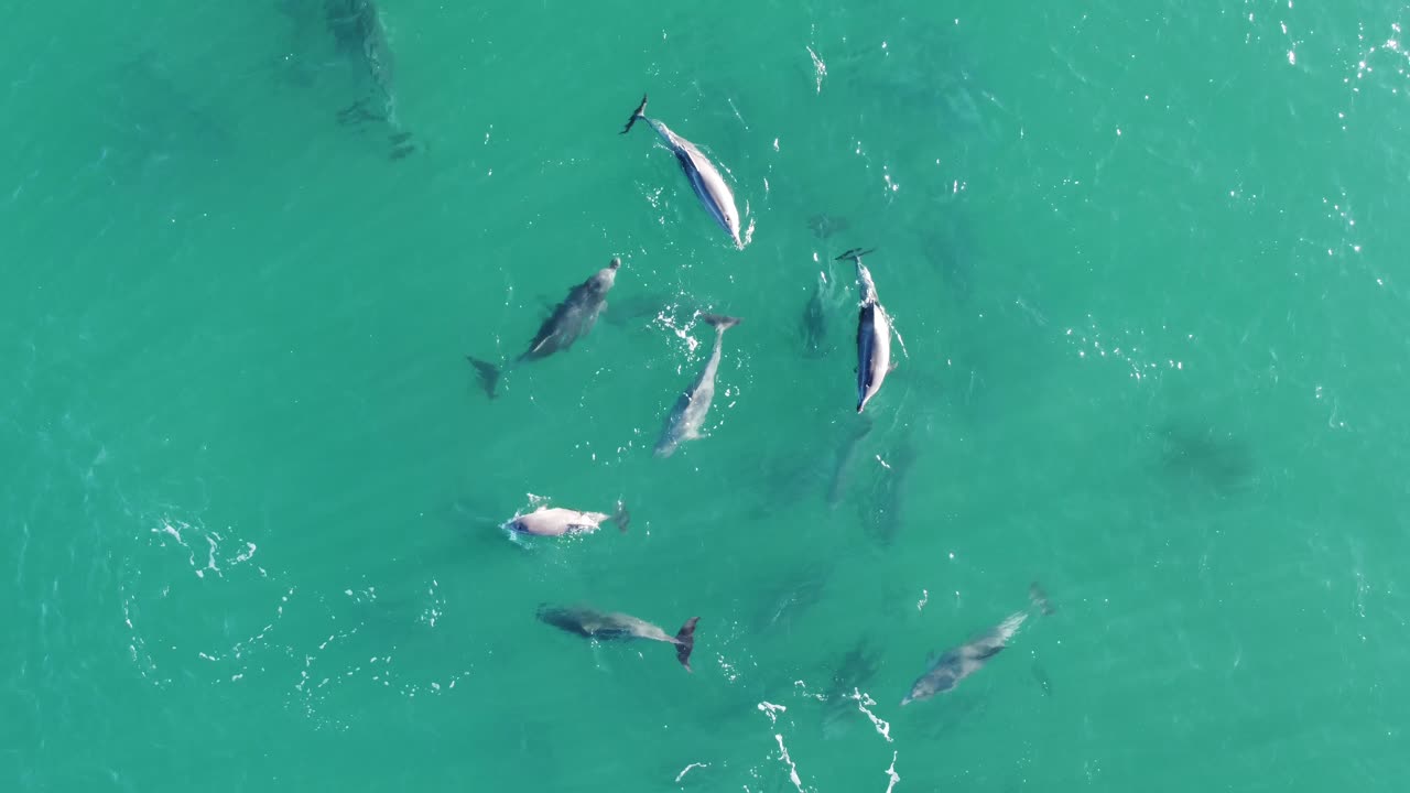 toma de la naturaleza aérea del dron de la manada de delfines nadando y jugando en el cristalino océano pacífico barra de arena turismo de la costa central nsw australia 4k