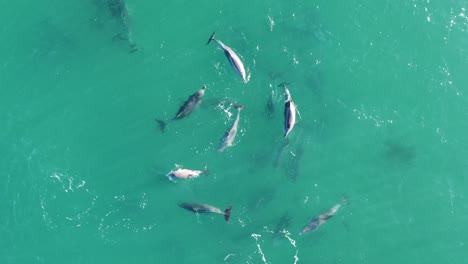 drone aerial nature shot of pod of dolphins swimming and playing in crystal clear pacific ocean sand bar central coast tourism nsw australia 4k