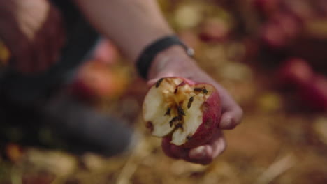 Hombre-Que-Sostiene-La-Manzana-Medio-Comida-Con-Abejas-Arrastrándose-En-La-Superficie