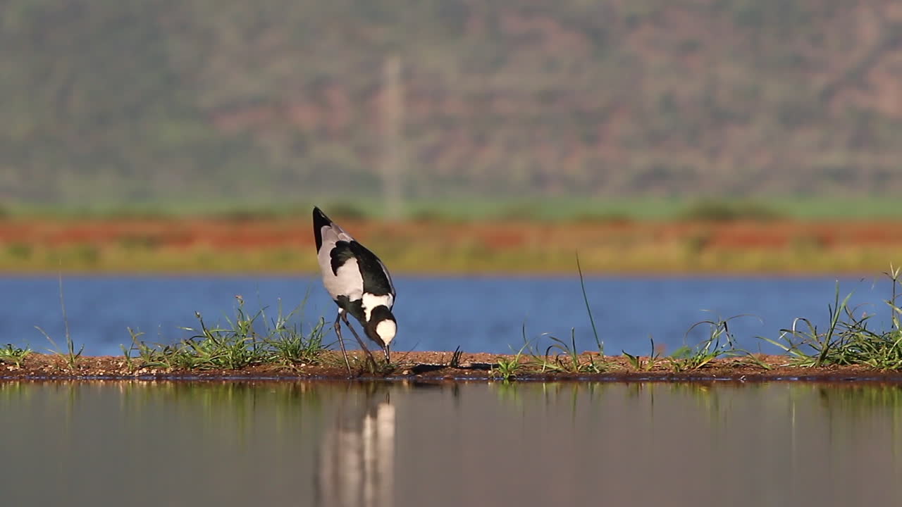 Utsikt fra et nedsenket fotograferingsskjul ved en lagune i Zimanga viltreservat en sommerdag, med fugler som spiser og drikker, slik som denne smedvippa.