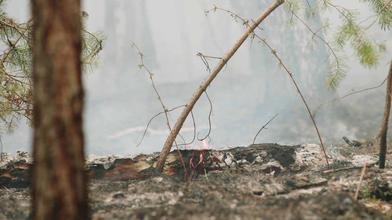 Piccole fiamme e fumo da un ceppo che brucia in una foresta
