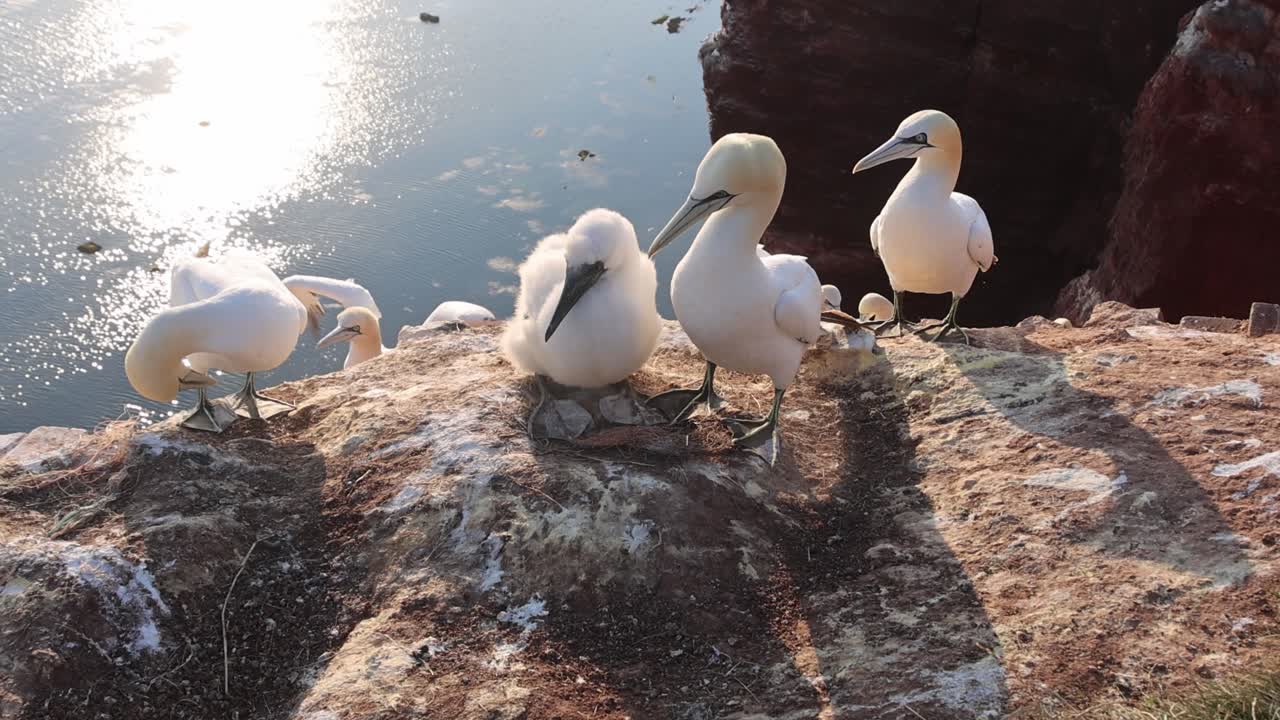 Northern gannets – Morus bassanus - on the red cliffs of the German offshore island of Heligoland, Schleswig Holstein, Germany, Europe