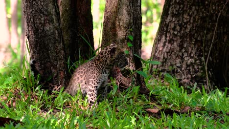 Der-Indochinesische-Leopard-Ist-Eine-Gefährdete-Art-Und-Eine-Der-Großen-Katzen-Thailands