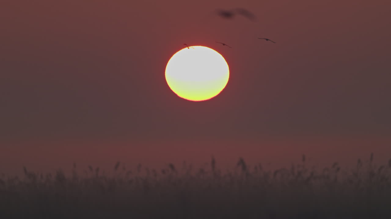 amanecer sobre el campo de hierba con pájaros