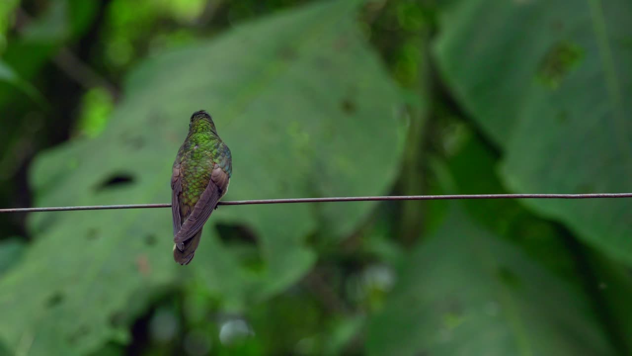 un colibrí iridiscente se sienta en un alambre en un bosque en ecuador, américa del sur antes de volar