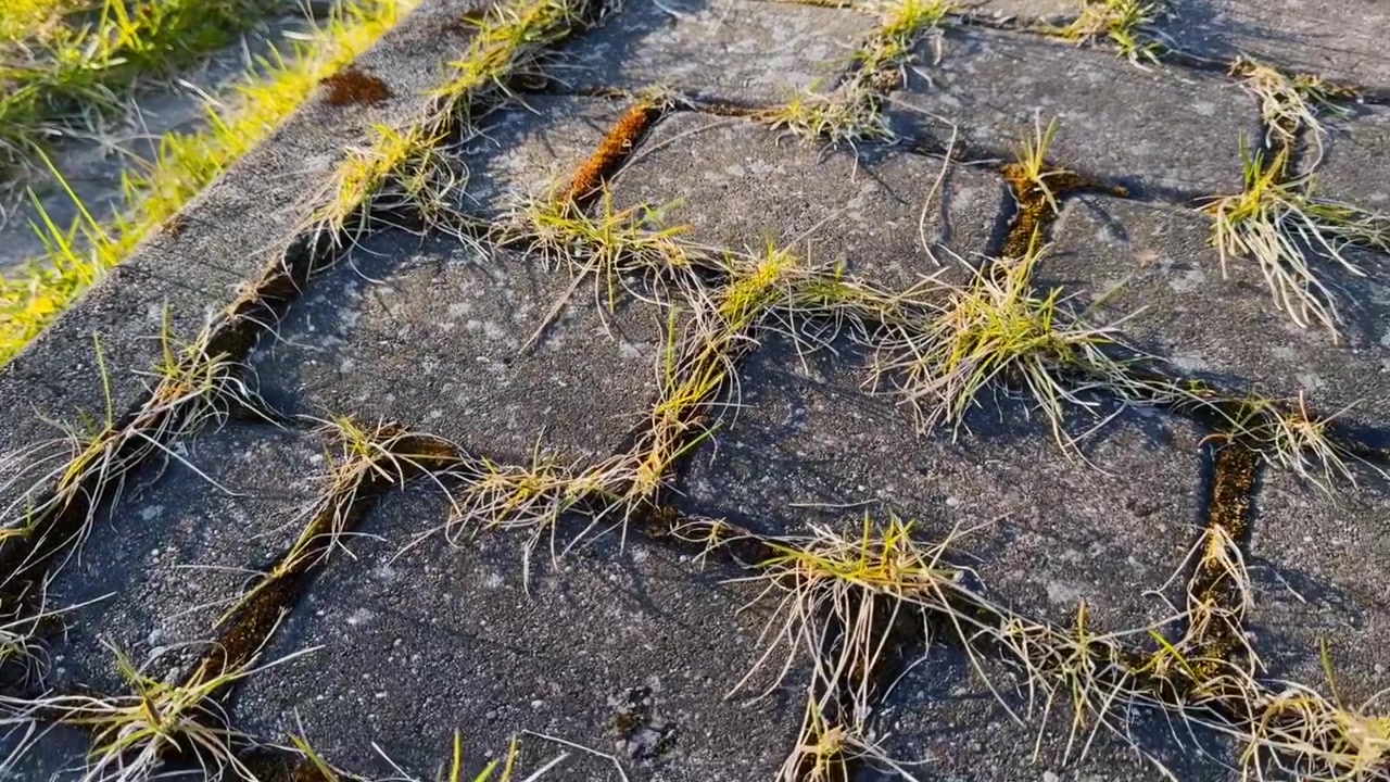 Pavimentazione invasa dalla vegetazione accanto a un vecchio edificio, con erba che si diffonde tra le fughe e lungo un cordolo di cemento, suggerendo abbandono e mancanza di manutenzione.