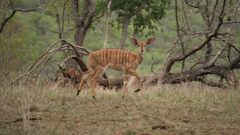 female nyala antelope cautiously walks in wild savanna looking at camera